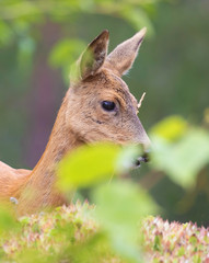 Roe deer, (capreolus capreolus). Sweden.