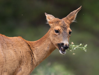 Portrait of a deer eating flowers, (capreolus capreolus).