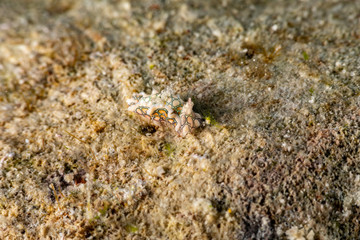 Psychedelic Batwing Slug, Sagaminopteron psychedelicum, Headshield slugs, bright and colourful colour pattern