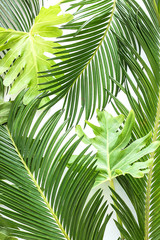 Obraz na płótnie Canvas Green tropical palm leaves on white background. Flat lay, top view