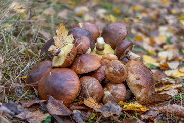 Butter mushrooms gathered by mushroomers lying on ground in autumn forest among leaves and grass. Suillus luteus or Slippery Jack edible mushrooms heap at forest edge.
