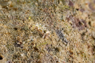 Psychedelic Batwing Slug, Sagaminopteron psychedelicum, Headshield slugs, bright and colourful colour pattern