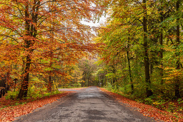 Fototapeta na wymiar Road and gold autumn in the forest in Poland
