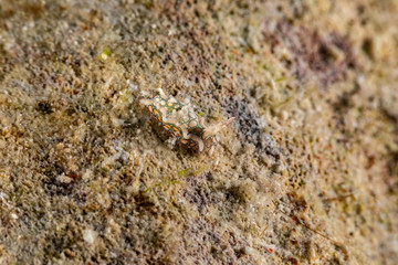 Psychedelic Batwing Slug, Sagaminopteron psychedelicum, Headshield slugs, bright and colourful colour pattern