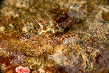 Psychedelic Batwing Slug, Sagaminopteron psychedelicum, Headshield slugs, bright and colourful colour pattern