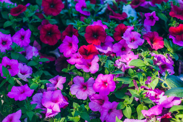 Spring outdoor dense colored morning glory，Ipmoea cairica