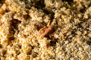 Psychedelic Batwing Slug, Sagaminopteron psychedelicum, Headshield slugs, bright and colourful colour pattern
