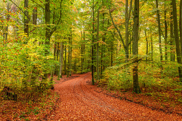 Amazing and sunny forest in the autumn in Poland