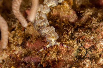 Pteraeolidia semperi