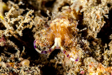 Pteraeolidia semperi