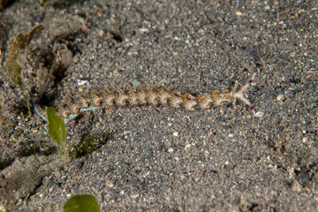 Pteraeolidia semperi