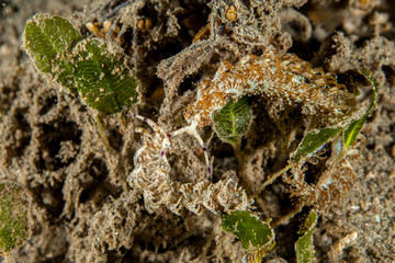 Pteraeolidia semperi