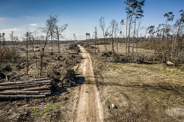 Fototapeta na wymiar Terrible deforestation, logging, environmental destruction, from above Poland