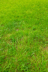 Green grass on the ground as a background