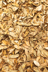 Orange leaves on the ground surface in the park