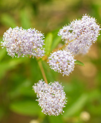 Flowers on a tree in the park