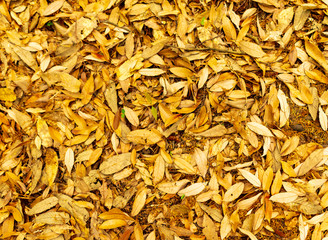 Orange leaves on the ground surface in the park