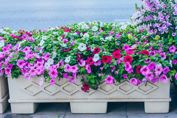 Spring outdoor dense colored morning glory，Ipmoea cairica
