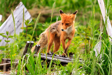 Wild Red Fox (Vulpes vulpes beringiana) standing in the green grass. Kamchatka Peninsula, Russia