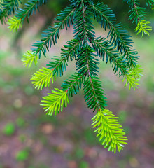 New green needles on coniferous branches