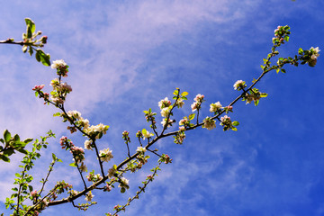 Blooming Apple Tree  in Springtime with Blue Sky in background