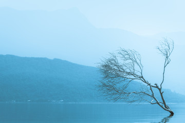 Wooden stump or timber in water lake or lagoon with silence foogy environment and fresh air in the morning. Natural view of abstract photo concept.  Applied with blue highlight for cold feeling.