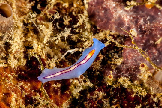 Racing Stripe Flatworm