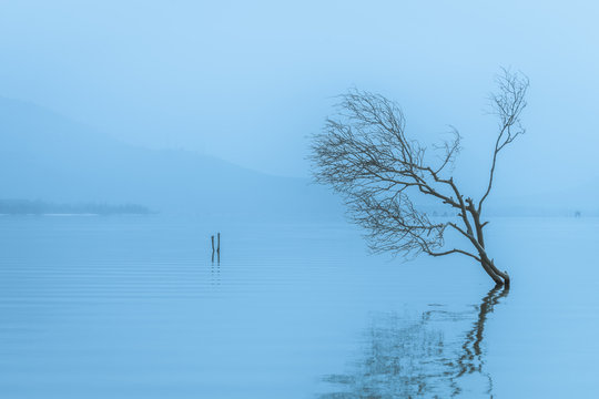 Wooden stump or timber in water lake or lagoon with silence foogy environment and fresh air in the morning. Natural view of abstract photo concept.  Applied with blue highlight for cold feeling.
