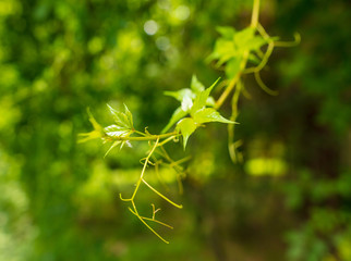 Climbing plant with green leaves