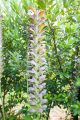 Obraz premium La primavera che esplode in giardino