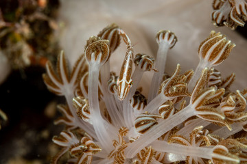Radial filefish or the radial leatherjacket, Acreichthys radiatus, found among soft corals