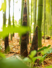 Young bamboo grows out of the ground in the park