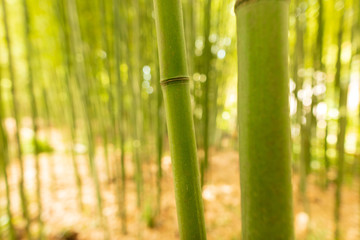Obraz premium Bamboo grows in the park