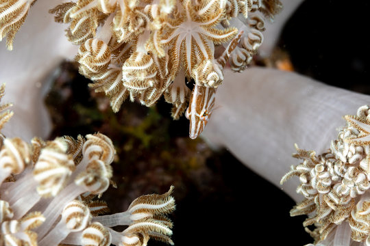 Radial filefish or the radial leatherjacket, Acreichthys radiatus, found among soft corals