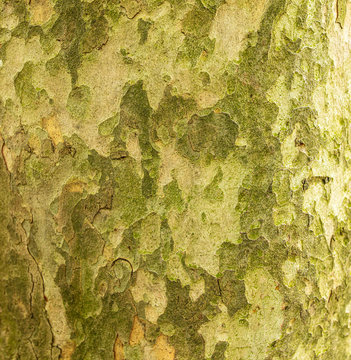 Green bark on a tree in the park