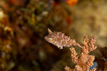 Minute leatherjacket, dwarf filefish, rudarius minutus, found among soft corals