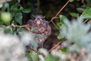 Young Blackbird about to fledge