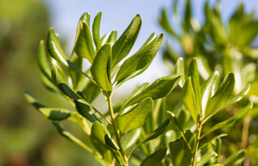 Green leaves on the branches of an orange