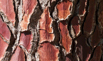 Tree bark in the park