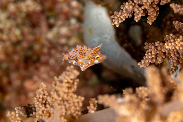 Minute leatherjacket, dwarf filefish, rudarius minutus, found among soft corals