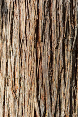 Tree bark in the park
