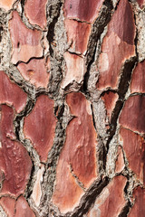 Tree bark in the park
