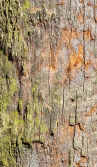 Bark on a palm tree as an abstract background