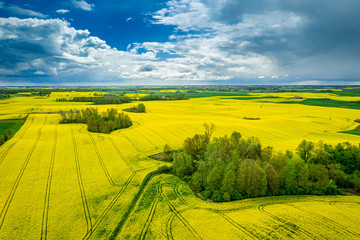 Blooming rape fields in summer, aerial view of Poland