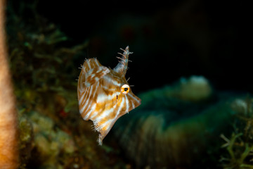 Radial filefish or the radial leatherjacket, Acreichthys radiatus, found among soft corals