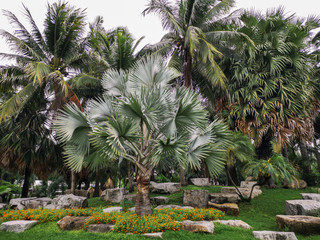 Fototapeta na wymiar Bismarckia nobilis Silver palm in the garden.