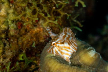 Radial filefish or the radial leatherjacket, Acreichthys radiatus, found among soft corals