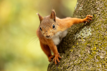 Portrait of a squirrel on a tree