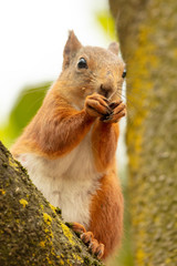 Portrait of a squirrel on a tree