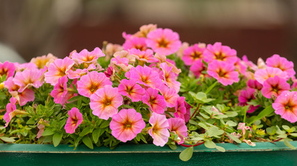 Red flowers in a flower bed in the park